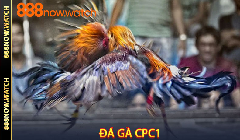 Đá Gà CPC1