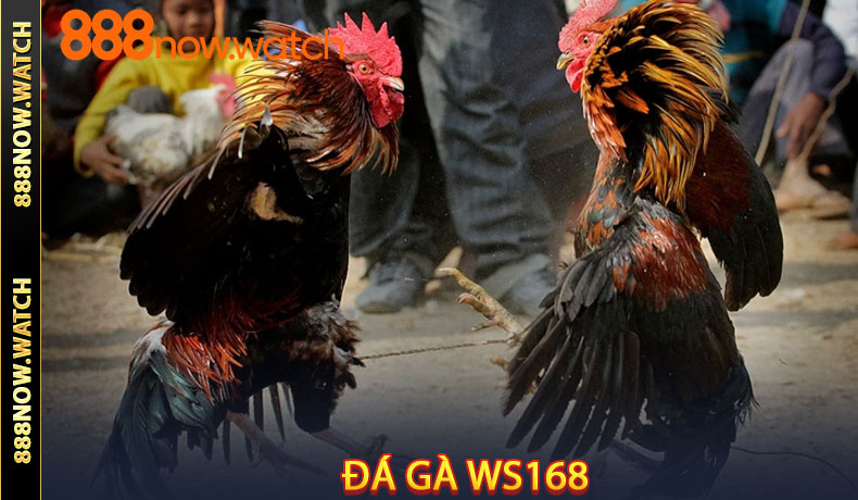Đá Gà WS168