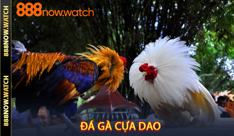 Đá gà cựa dao
