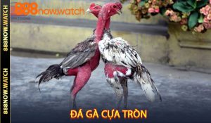 Đá gà cựa tròn