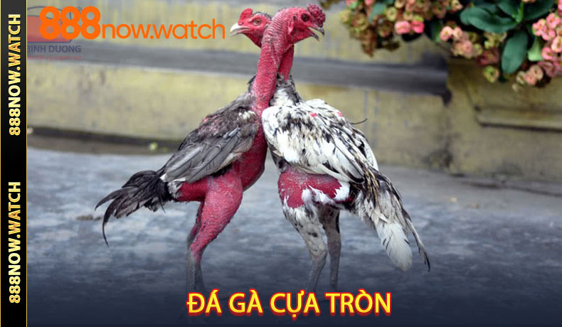 Đá gà cựa tròn